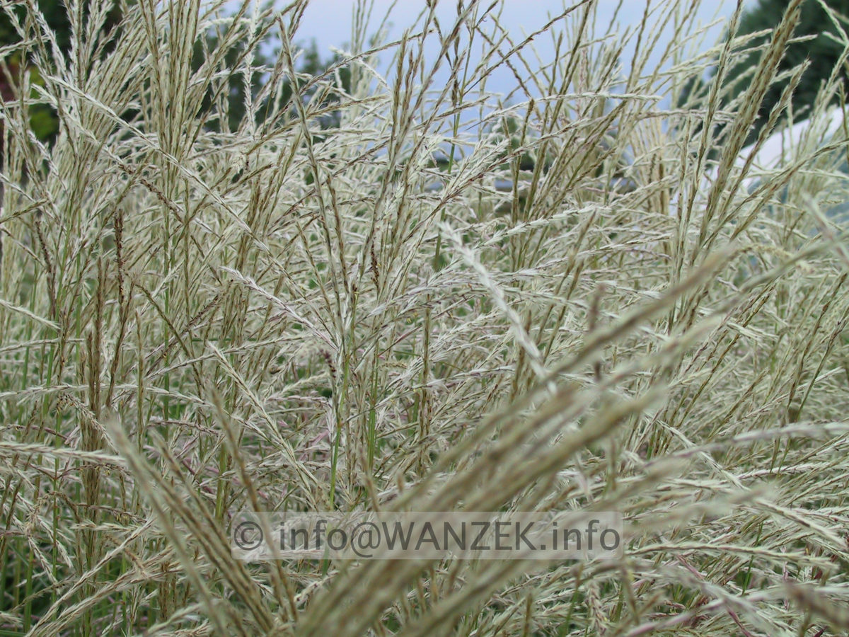 Miscanthus Blueten-3.JPG